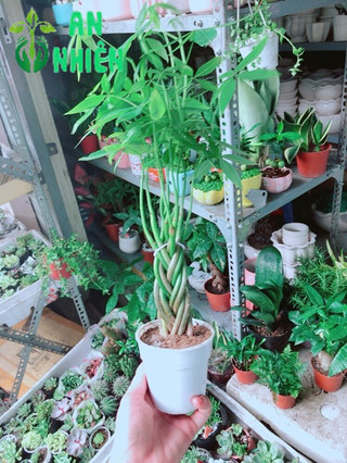 Chậu Kim Ngân 5 Thân Nhỏ