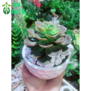 Sen Đá Nâu Kèm Chậu Sứ