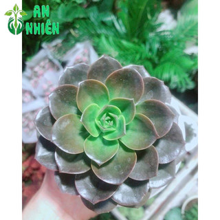 Sen Đá Nâu Kèm Chậu Sứ