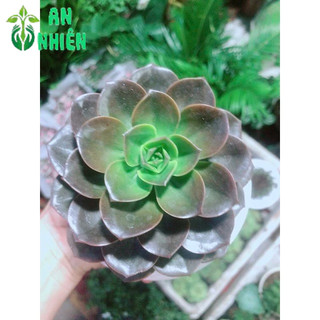 Sen Đá Nâu Kèm Chậu Sứ