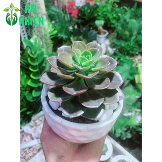 Sen Đá Nâu Kèm Chậu Sứ