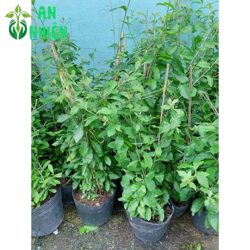 Cây Cúc Tầng