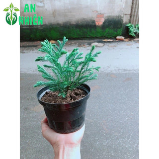 Chậu Cây Tùng Tuyết
