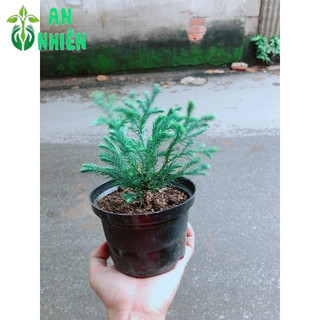 Chậu Cây Tùng Tuyết