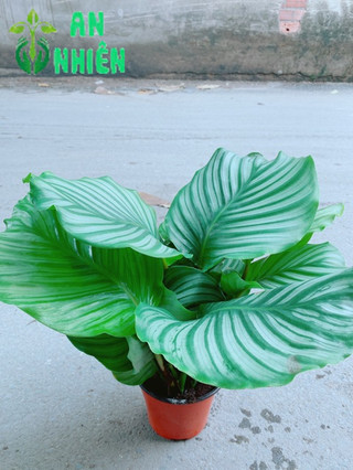 Chậu đuôi công xanh