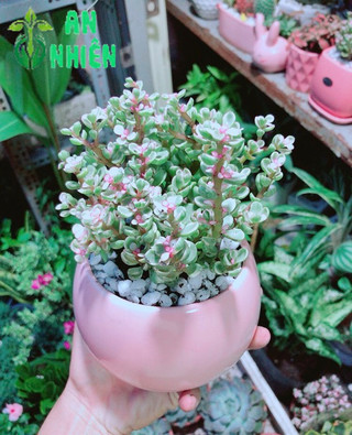 Chậu Đô La Hồng