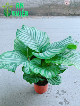 Chậu đuôi công xanh