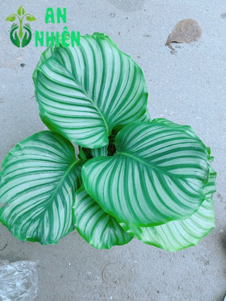Chậu đuôi công xanh
