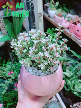 Chậu Đô La Hồng