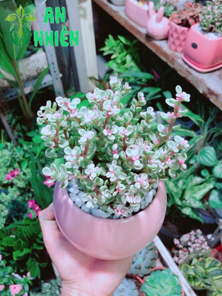 Chậu Đô La Hồng