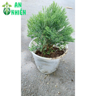Câu Tùng Bồng Lai