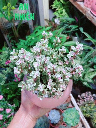 Chậu Đô La Hồng