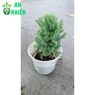 Câu Tùng Bồng Lai