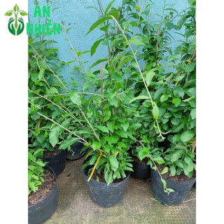 Cây Cúc Tầng