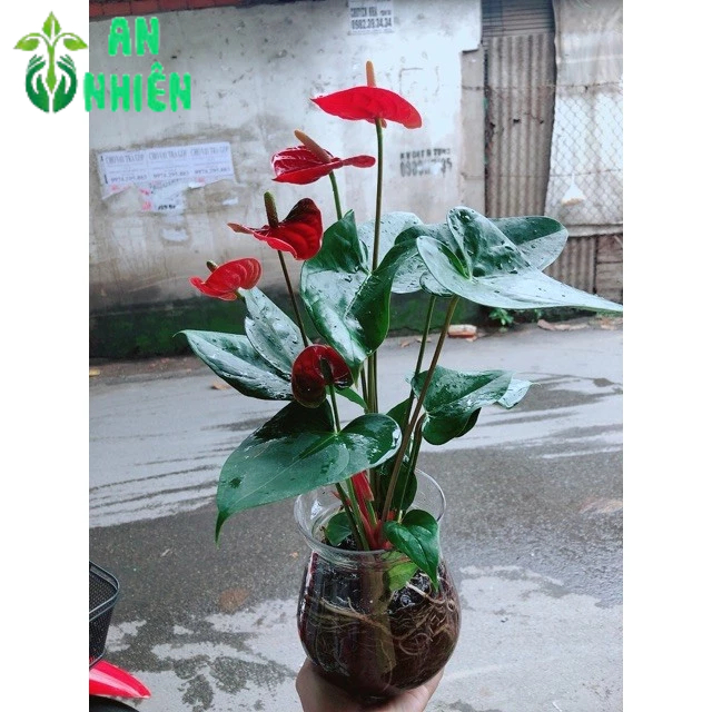 Chậu Hồng Môn Thuỷ Sinh