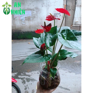 Chậu Hồng Môn Thuỷ Sinh