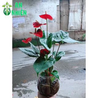 Chậu Hồng Môn Thuỷ Sinh