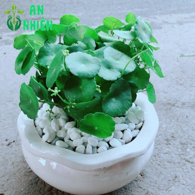 Chậu Cỏ Đồng Tiền