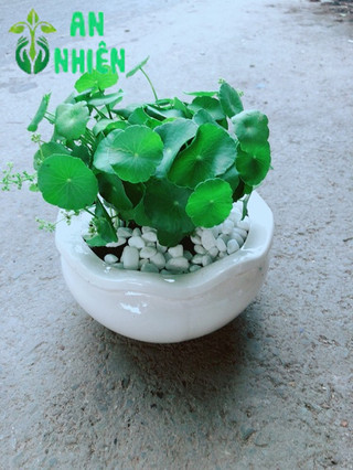 Chậu Cỏ Đồng Tiền