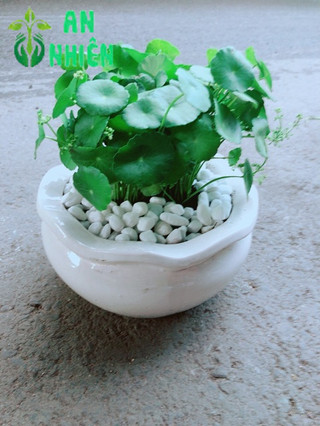 Chậu Cỏ Đồng Tiền