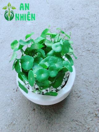Chậu Cỏ Đồng Tiền