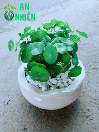 Chậu Cỏ Đồng Tiền