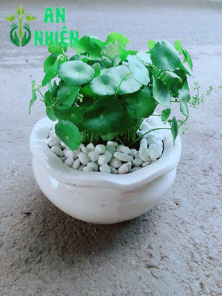 Chậu Cỏ Đồng Tiền