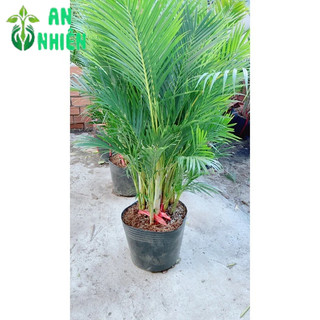 Bụi Cau Kiểng Đài Loan 80cm