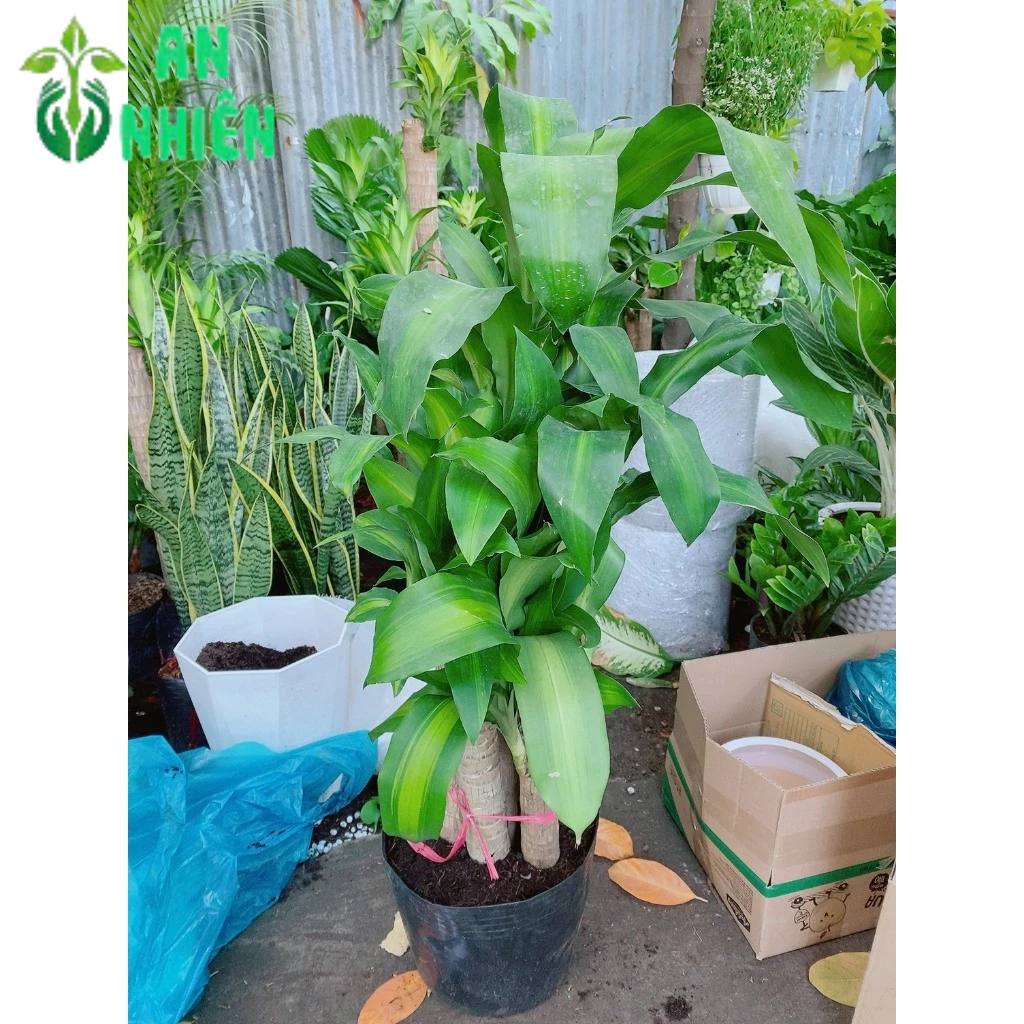 Cây Phát Tài 5 Thân (1 bụi thiết mộc lan)