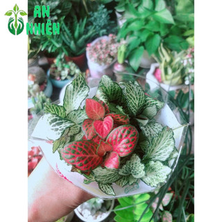 Cây Cẩm Nhung (lá may mắn)