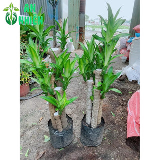 Cây Phát Tài 5 Thân (1 bụi thiết mộc lan)