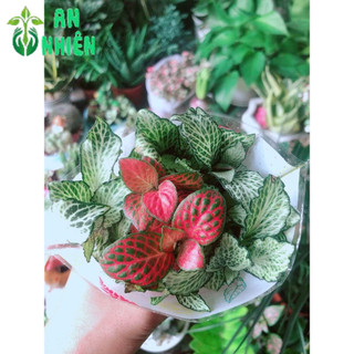Cây Cẩm Nhung (lá may mắn)