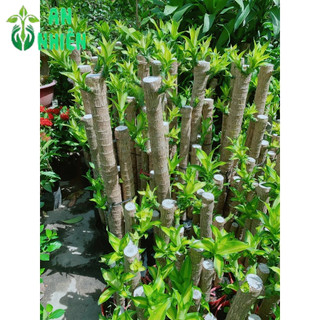 Cây Phát Tài 5 Thân (1 bụi thiết mộc lan)