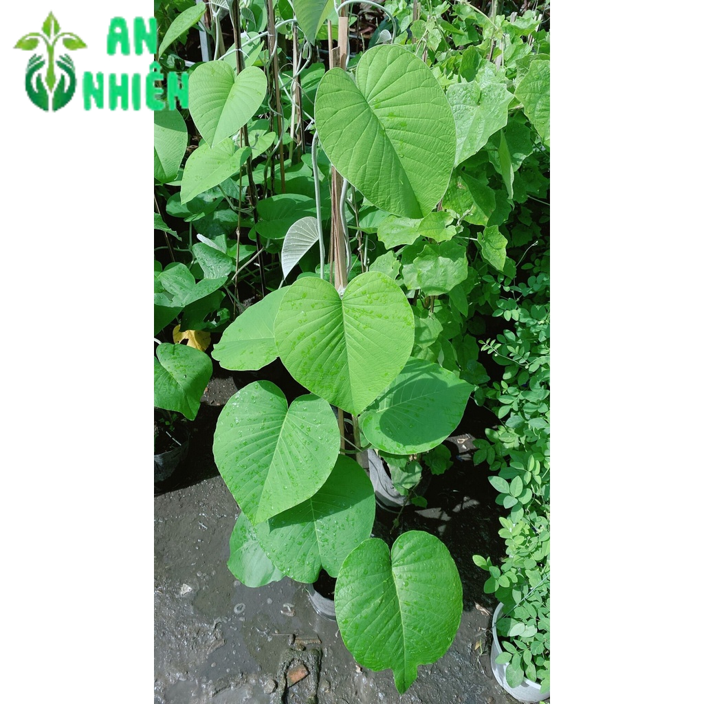 Cây Cát Đằng