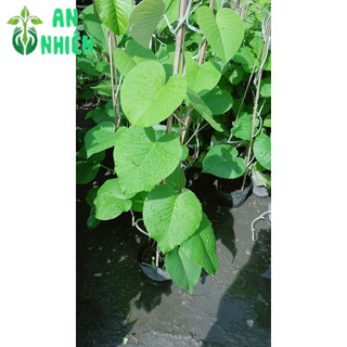 Cây Cát Đằng