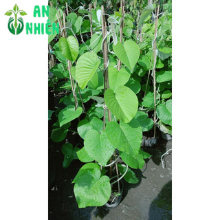 Cây Cát Đằng