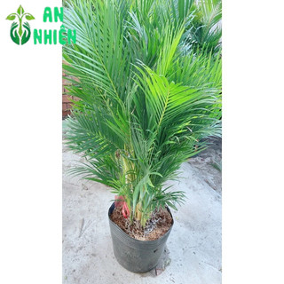 Bụi Cau Kiểng Đài Loan 80cm
