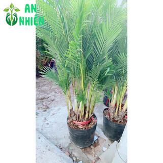 Bụi Cau Kiểng Đài Loan 80cm