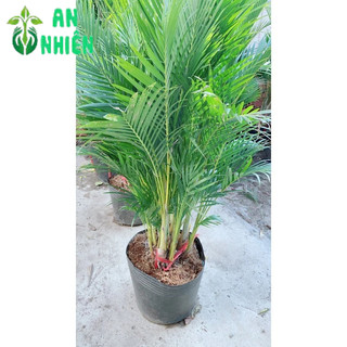 Bụi Cau Kiểng Đài Loan 80cm