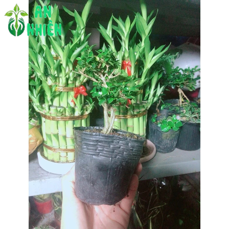 Cây Sam Hương Bonsai