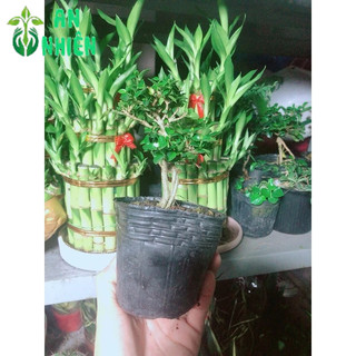 Cây Sam Hương Bonsai