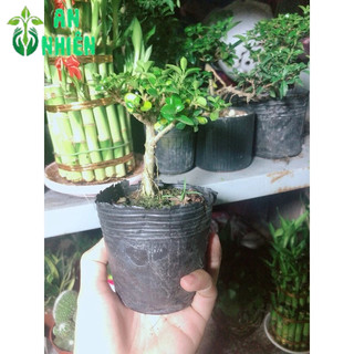 Cây Sam Hương Bonsai