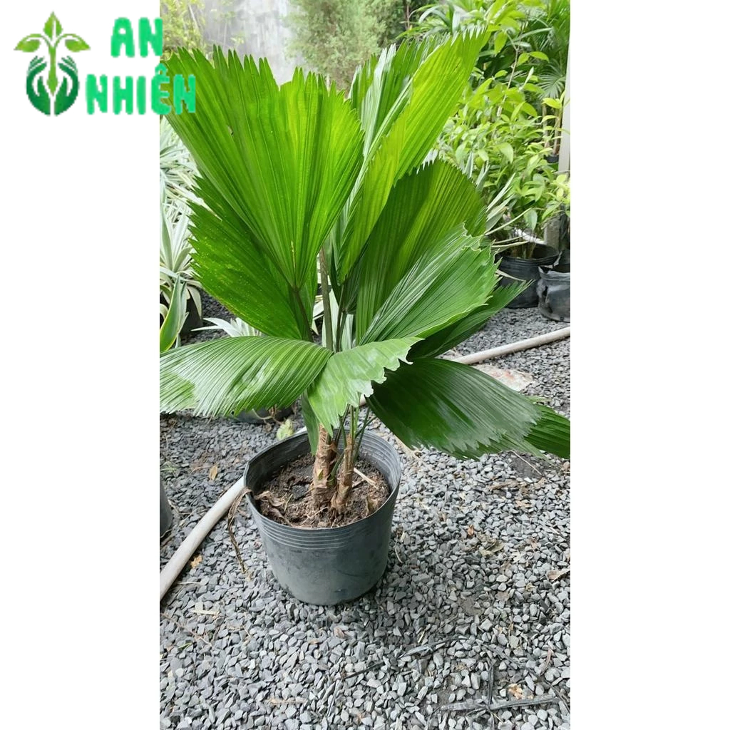 Cây Kẹ Nhật ( Cây Cọ Nhật)