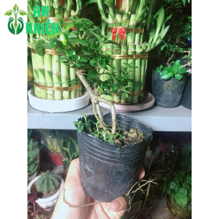 Cây Sam Hương Bonsai