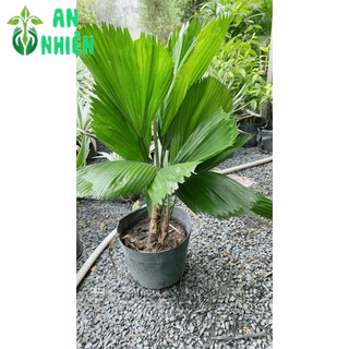 Cây Kẹ Nhật ( Cây Cọ Nhật)