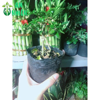Cây Sam Hương Bonsai