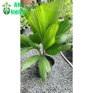 Cây Kẹ Nhật ( Cây Cọ Nhật)