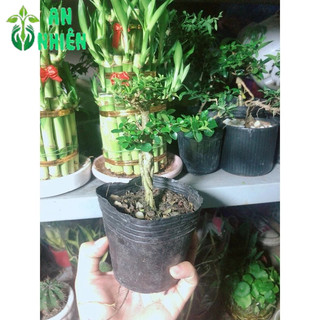 Cây Sam Hương Bonsai