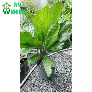 Cây Kẹ Nhật ( Cây Cọ Nhật)