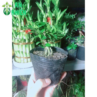Cây Sam Hương Bonsai